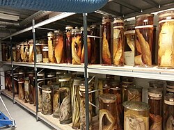 Part of the spirit collection