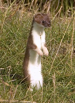 Stoat