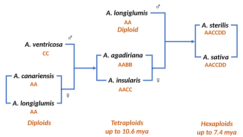 Oat ancestry, showing how hexaploid species including the common oat Avena sativa derive from diploid and tetraploid species