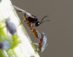 Parasitoid braconid wasp ovipositing in black bean aphid