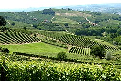 Vineyards in Langhe and Montferrat, Piedmont. Italy is the world's largest wine producer, and has the widest variety of indigenous grapevines.[216]