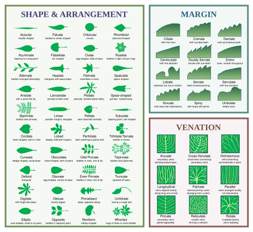 Chart illustrating leaf morphology terms