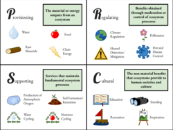 Four categories of ecosystem services
