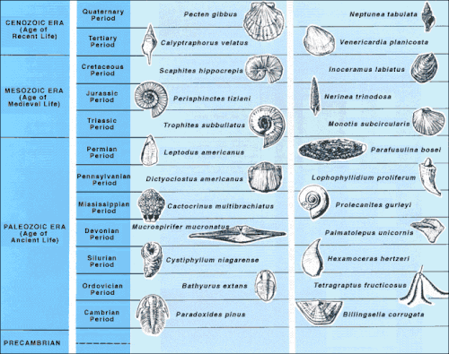 Examples of index fossils