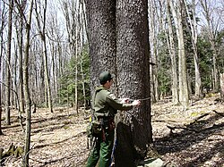 Double trunked Cherry Tree