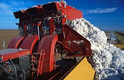 Offloading freshly harvested cotton into a module builder in Texas; previously built modules can be seen in the background