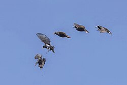 Composite of five images showing a starling dropping an insect then diving to try to recapture it