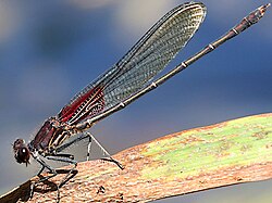 The rubyspot damselfly Hetaerina americana is suspected to be a cryptic complex with at least one other species of rubyspot.