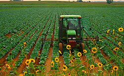 Weeding cabbages in Colorado, US