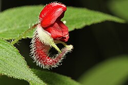 Impatiens munronii in Western Ghats