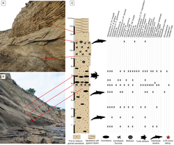 Stratigraphy of the Montañita-Olón locality of the Dos Bocas Formation. Stratigraphy is a useful branch when it comes to the understanding of the successive layers of rock and their fossiliferous content, giving insight into the relative age of fossils