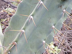 Stem of young Cereus hildmannianus subsp. uruguayanus, showing ribbing and waxy coating