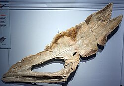 Skull of Thalassodromeus (front on left), showing extensive crest, nasantorbital fenestra, and toothless beak