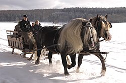 Two Black Forest Horses pulling a sled in the winter