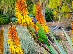 Rainbow lorikeet feeding on Aloe nectar