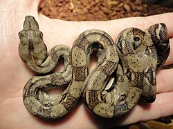 A juvenile South American boa constrictor