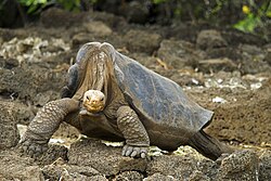 Lonesome George