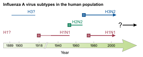 The main types of influenza viruses in humans. Solid squares show the appearance of a new strain, causing recurring influenza pandemics. Broken lines indicate uncertain strain identifications.[71]