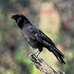 The Hawaiian crow is extinct in the wild as a result of habitat loss and other factors.