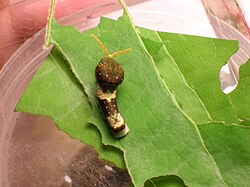 Second- or third-instar caterpillars of Genus Papilio butterflies, like this Papilio glaucus, emit terpenes from their osmeterium.