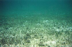 Seagrass bed with several echinoids