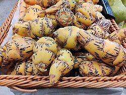 T. tuberosum tubers