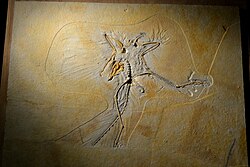 The Thermopolis Specimen