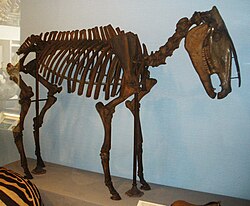Fossil of Hippidion, a genus of horse native to South America.