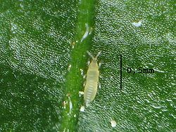Thrips nymph.Scale bar is 0.5 mm