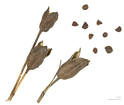 Seeds of Iris