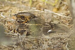 The Madagascan nightjar is restricted to the islands of Madagascar and the Seychelles.