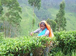 Manual tea plucking in Sri Lanka