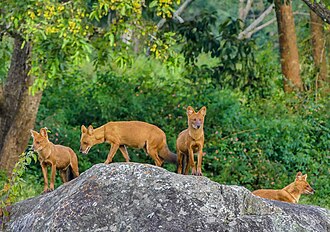 Non-invasive monitoring of the dhole is crucial for knowledge about its conservation status.