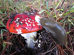 A banana slug feeding on Amanita