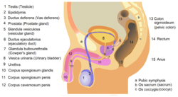 Diagram of human penis