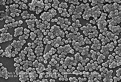 This 2005 scanning electron micrograph (SEM) depicts numerous clumps of methicillin-resistant S. aureus (MRSA) bacteria.