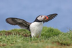 Atlantic puffin