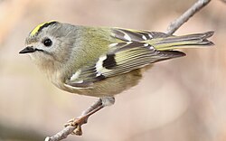 R. r. japonensis in Japan