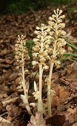 Neottia nidus-avis, the birdsnest orchid, has no chlorophyll and is parasitic.