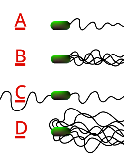 The different arrangements of bacterial flagella: A-Monotrichous; B-Lophotrichous; C-Amphitrichous; D-Peritrichous