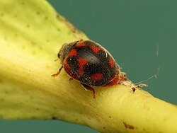 Rodolia cardinalis, the vedalia beetle, was imported from Australia to California in the 19th century, successfully controlling cottony cushion scale on orange trees.