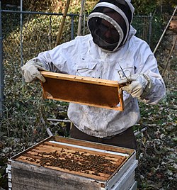 A beekeeper inspecting a hive frame from a Langstroth hive