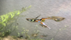 A hybrid male guppy next to a female guppy