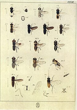 Neorhynchocephalus tauscheri (10) and Hirmoneura obscura (11) in Europäischen Zweiflügeligen