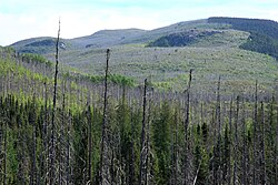 Forest in Grands-Jardins National Park 10 years after a forest fire occurred[17]