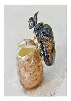Adult male newly emerged from its cocoon