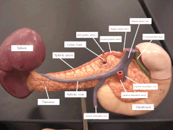 Arteries and veins around the pancreas and spleen