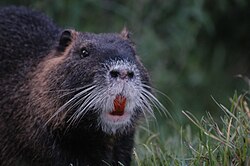Large orange teeth are clearly visible on this nutria