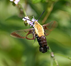 Day-flying sphinx moth nectaring on Brazilian vervain