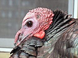 Eastern subspecies